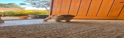 Cockapoo dogs for sale: Outstanding cockapoo puppies in Beverley - Advert 9
