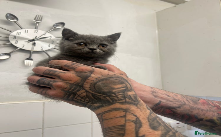 British Shorthair cats for sale - Advert 1