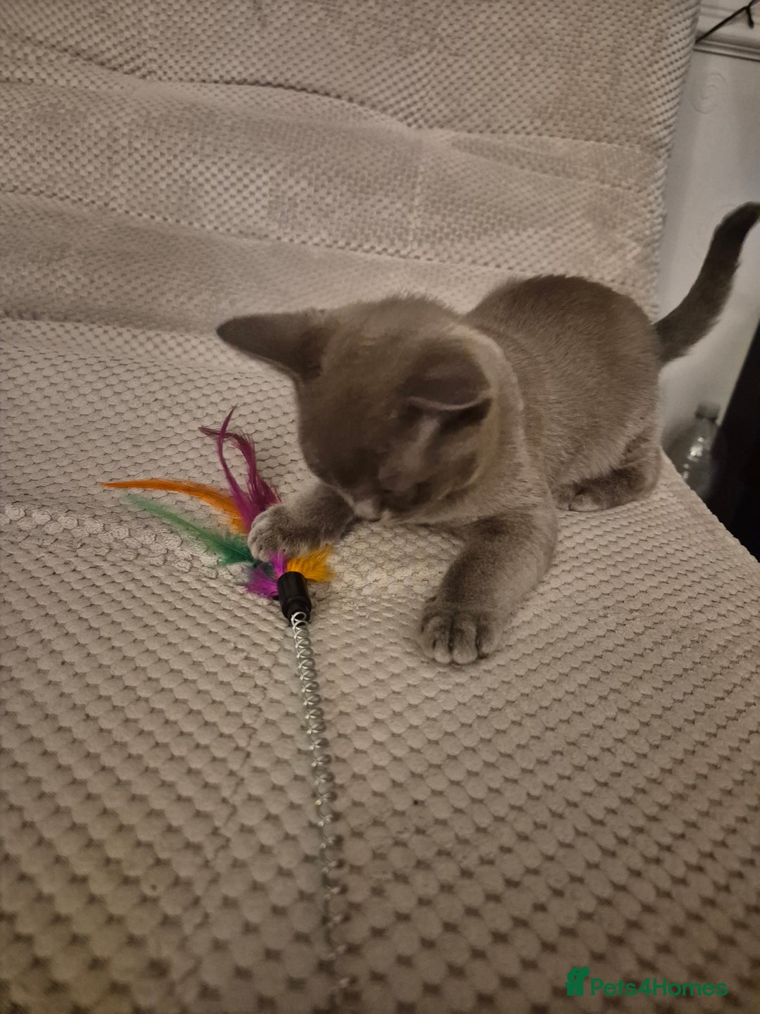 Burmese cats for sale: Gorgeous burmese girl for sale - Advert 5