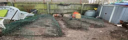 Chickens poultry for sale: Chickens and omlet coups feeders joblot  - Advert 10