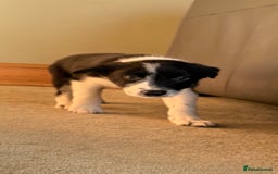 Mixed Breed dogs for sale: Border Collie Cross Pups - Image 6