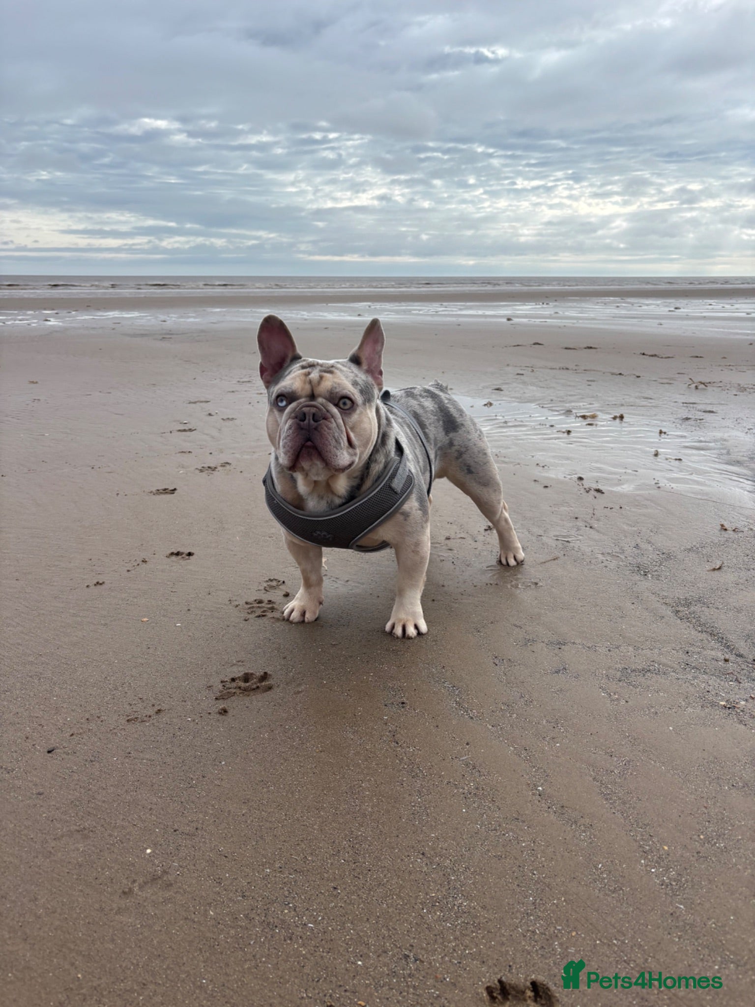 French Bulldog dogs Koda (3 years old frenchie) - Advert 2