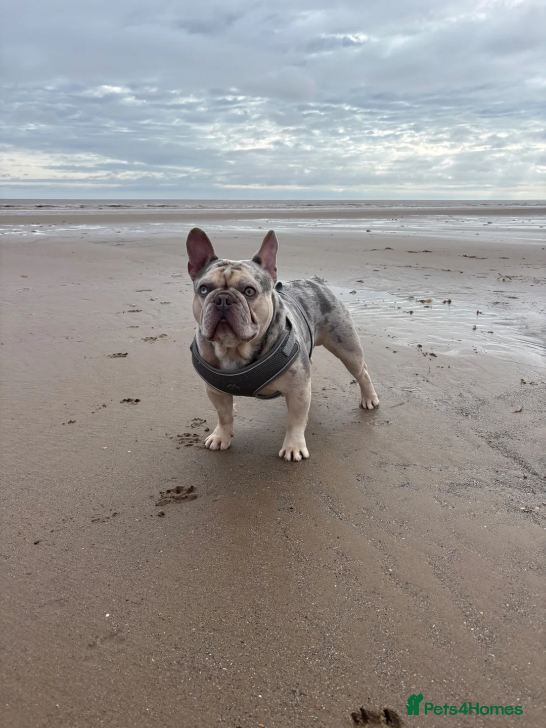 French Bulldog dogs for sale: Koda (3 years old frenchie) in Milton Keynes - Advert 1