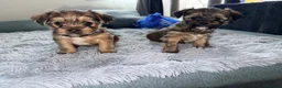 Shorkie dogs for sale: Adorable Yorkshire terrier and Shih Tzu Puppies in Romford - Advert 11