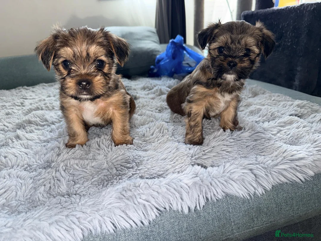 Shorkie dogs for sale: Adorable Yorkshire terrier and Shih Tzu Puppies in Romford - Advert 11