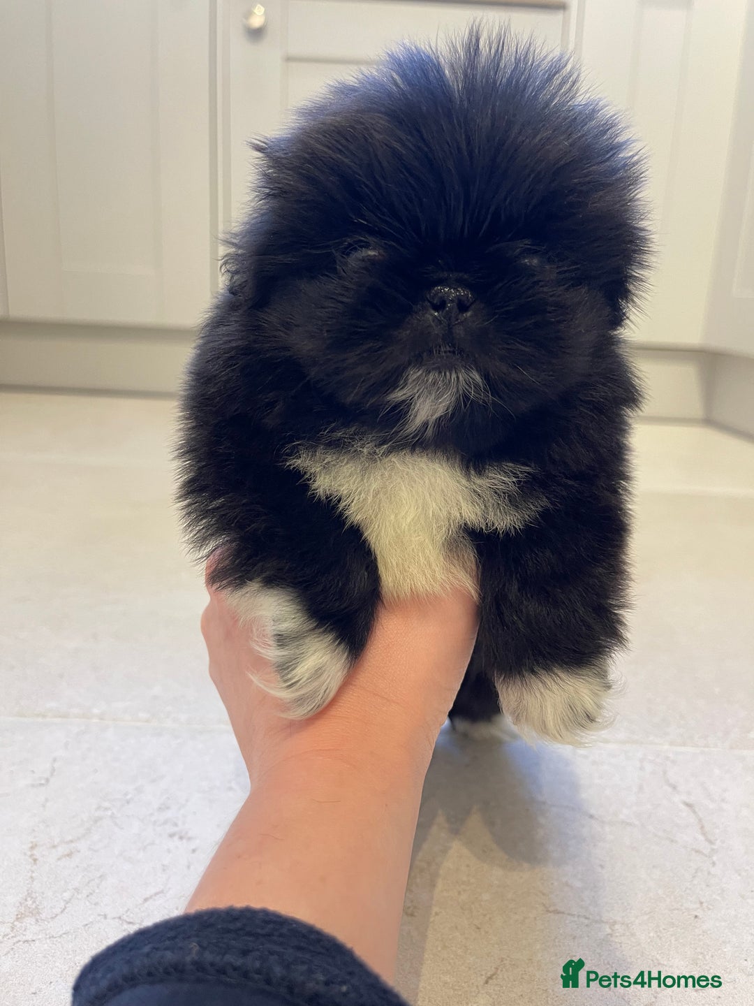 Pekingese dogs for sale: Gorgeous KC registered Pekingese Puppies  - Advert 9
