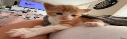 Mixed Breed cats for sale: 2 white and ginger Marble kittens for sale  - Advert 7