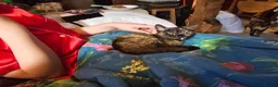 Mixed Breed cats for sale: 1 Ghost Tabby, 1 Tortoiseshell and 1 Black kittens in Cranbrook - Advert 20
