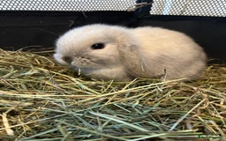 Mini Lop rabbits for sale: 3 pure mini lops  - Image 2