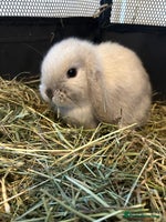 Mini Lop rabbits 3 pure mini lops - Advert 4