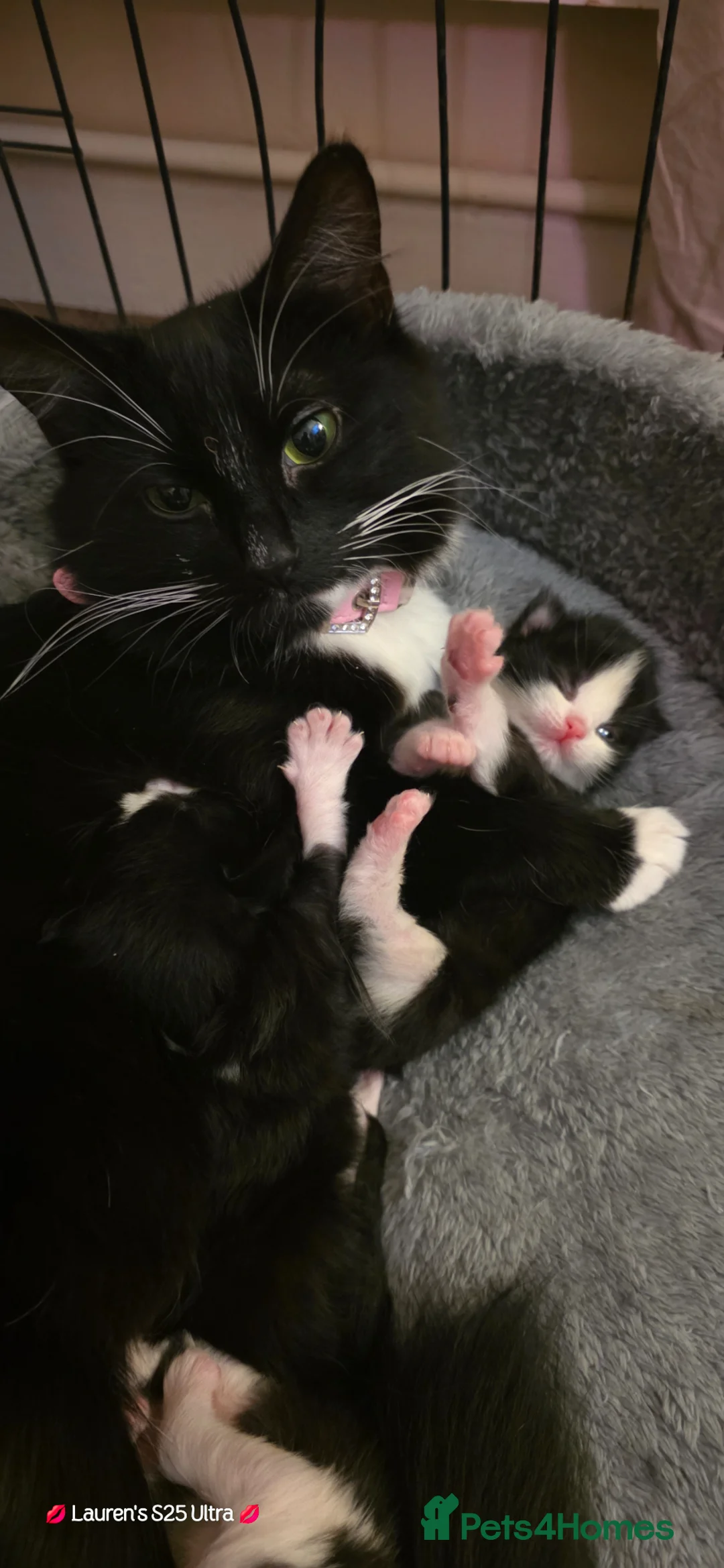 Mixed Breed cats for sale: Half Ragdoll female kitten in Clacton-on-Sea - Advert 2
