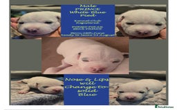 Staffordshire Bull Terrier dogs for sale: VERY RARE WHITE BLUE PIED & BLUE/WHITE SBT'S - Image 2