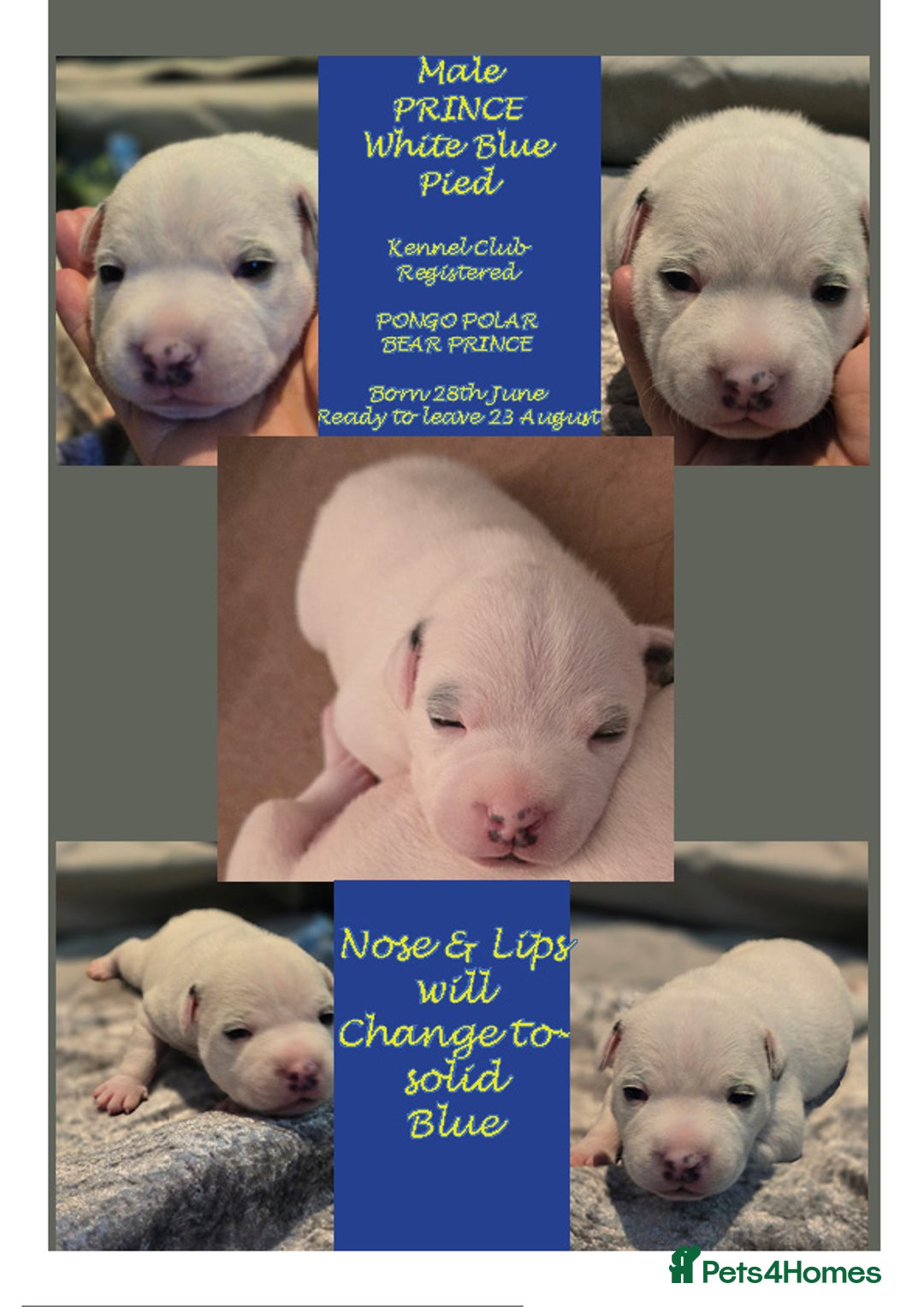 Staffordshire Bull Terrier dogs for sale: VERY RARE WHITE BLUE PIED & BLUE/WHITE SBT'S - Image 2