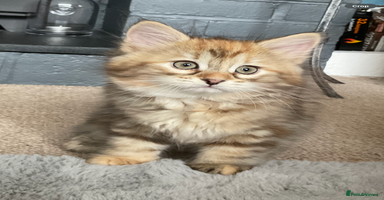 Siberian cats - Advert 7