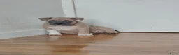 American Bully dogs for sale: Pocket bullies top class bloodlines  - Advert 5