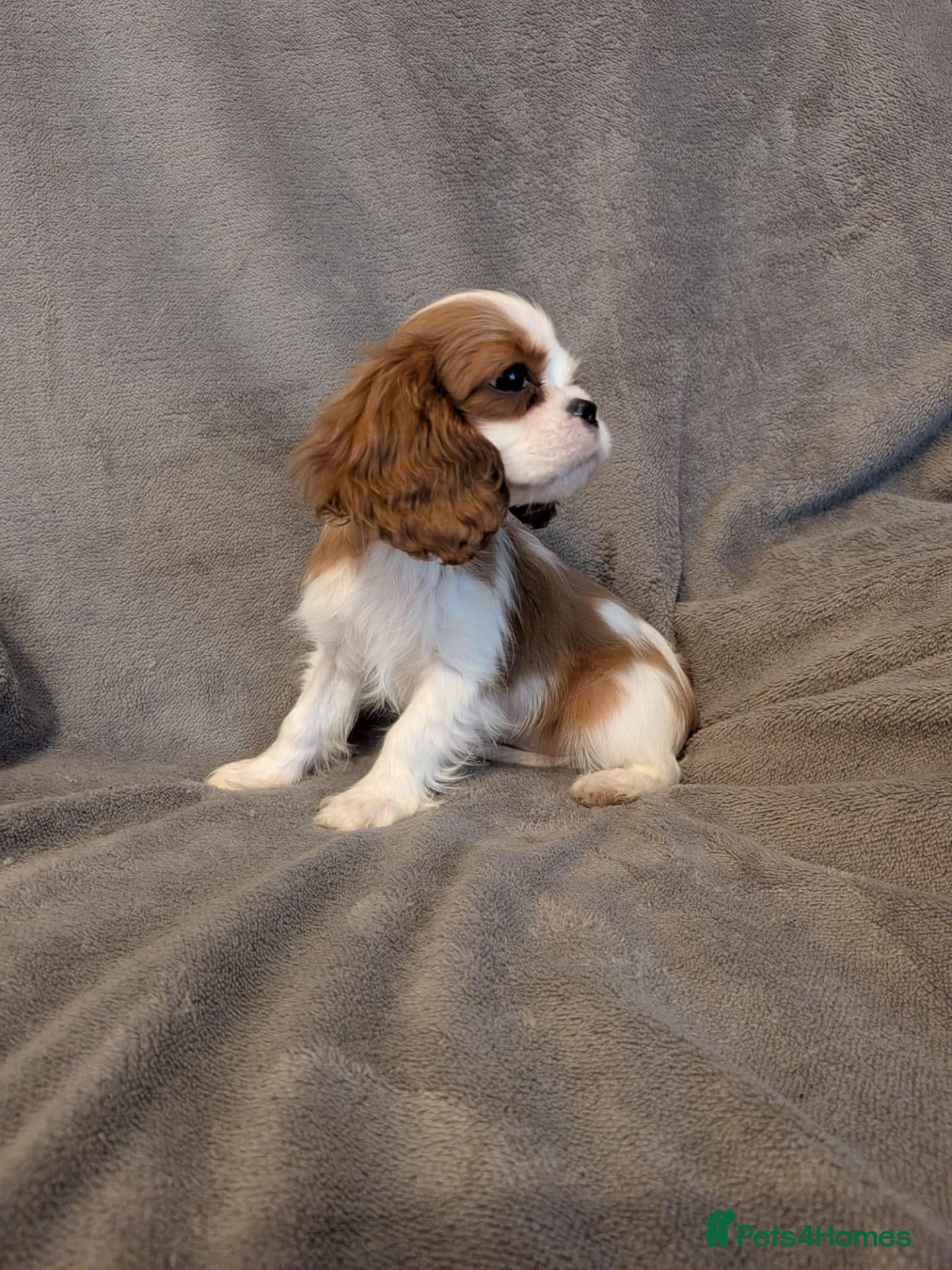 Cavalier King Charles Spaniel dogs Gorgeous Cavalier King Charles Spaniel - Advert 3