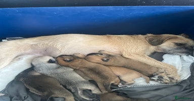 Mixed Breed dogs - Advert 2