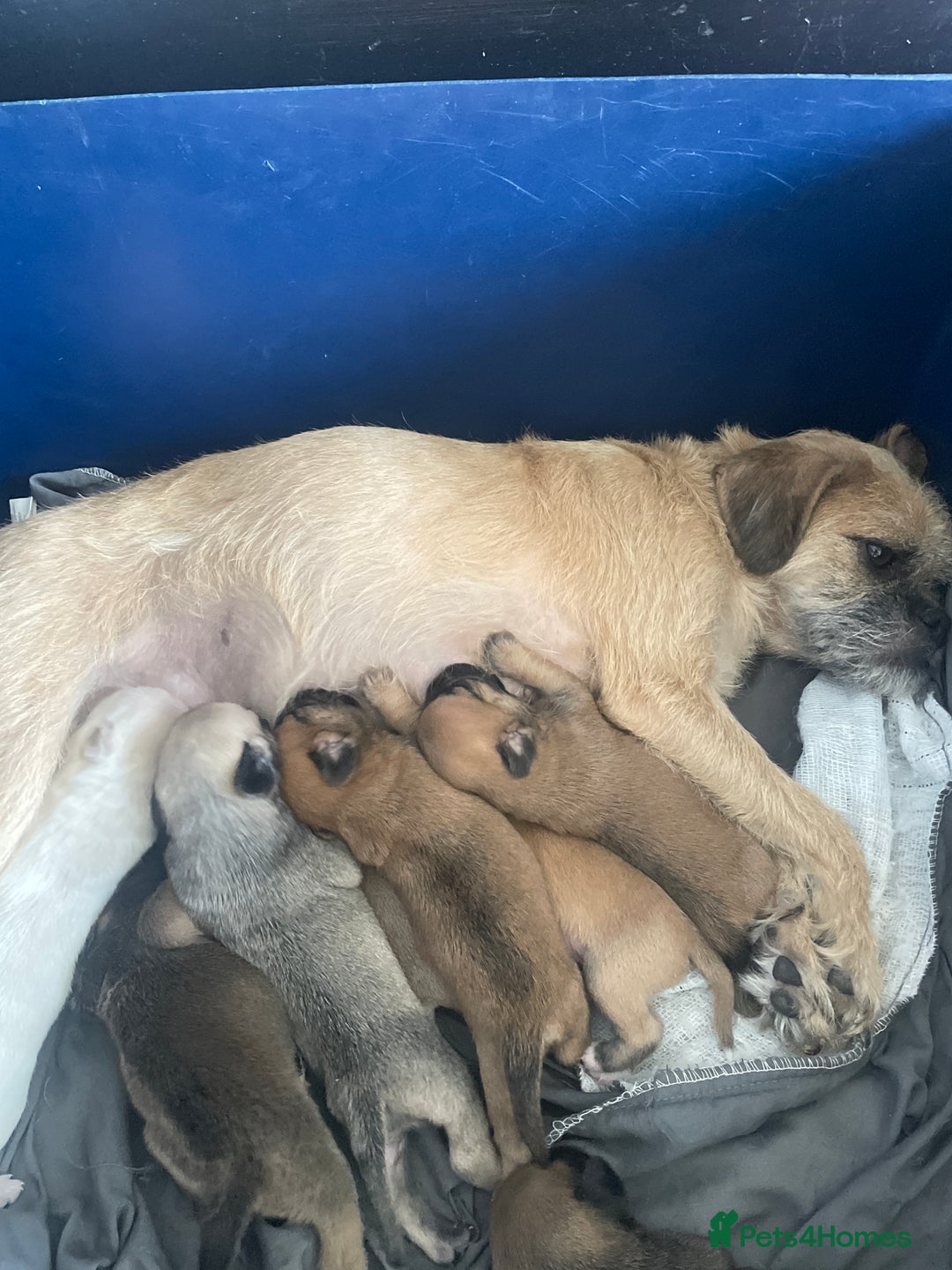Mixed Breed dogs for sale: PUGAPOO  - Image 2