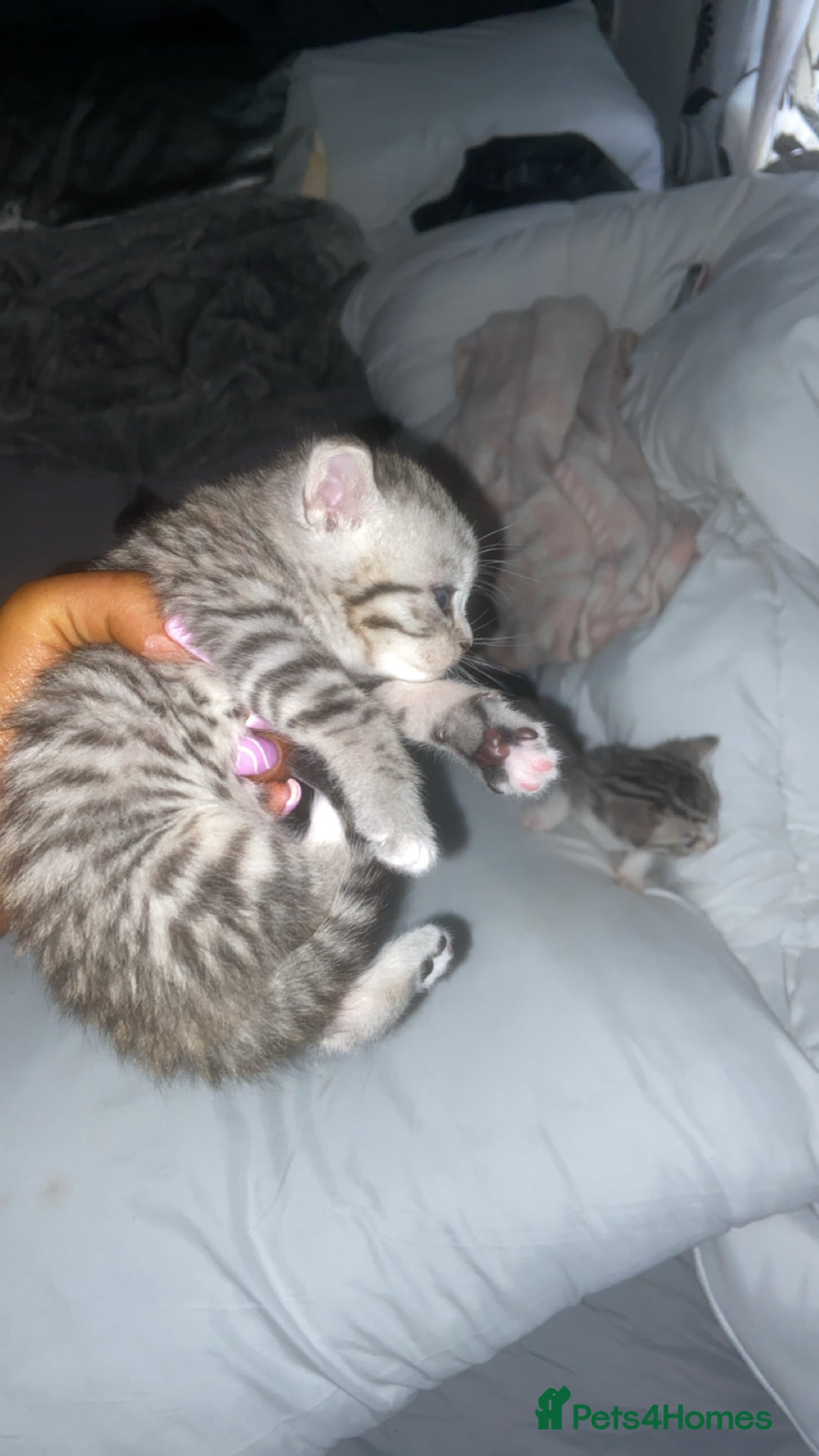 Mixed Breed cats for sale: 6 x stunning British shorthair kittens ❤️ - Image 6