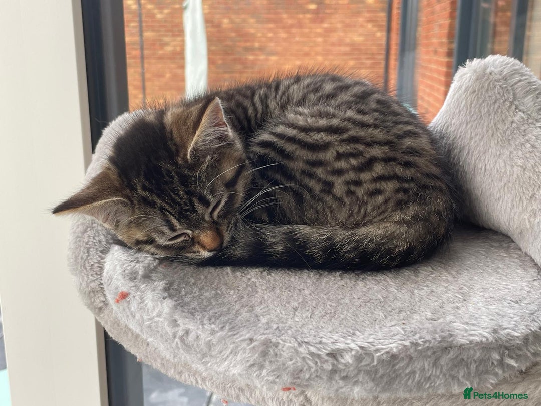 Mixed Breed cats for sale: Bengal x Ragdoll x Tabby kittens ready to go💕 - Image 12