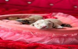 Cockapoo dogs for sale: Stunning Cockapoo Puppies Health Tested  - Advert 5