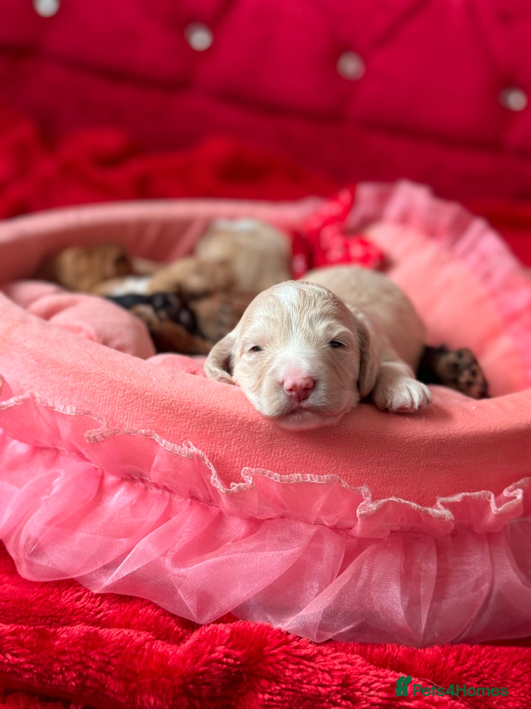 Cockapoo dogs for sale: Stunning Cockapoo Puppies Health Tested  - Advert 5