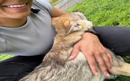 Saarloos Wolfdog dogs for sale: Rare Wolfdog Pups - Socialised & Highly Trainable - Image 4