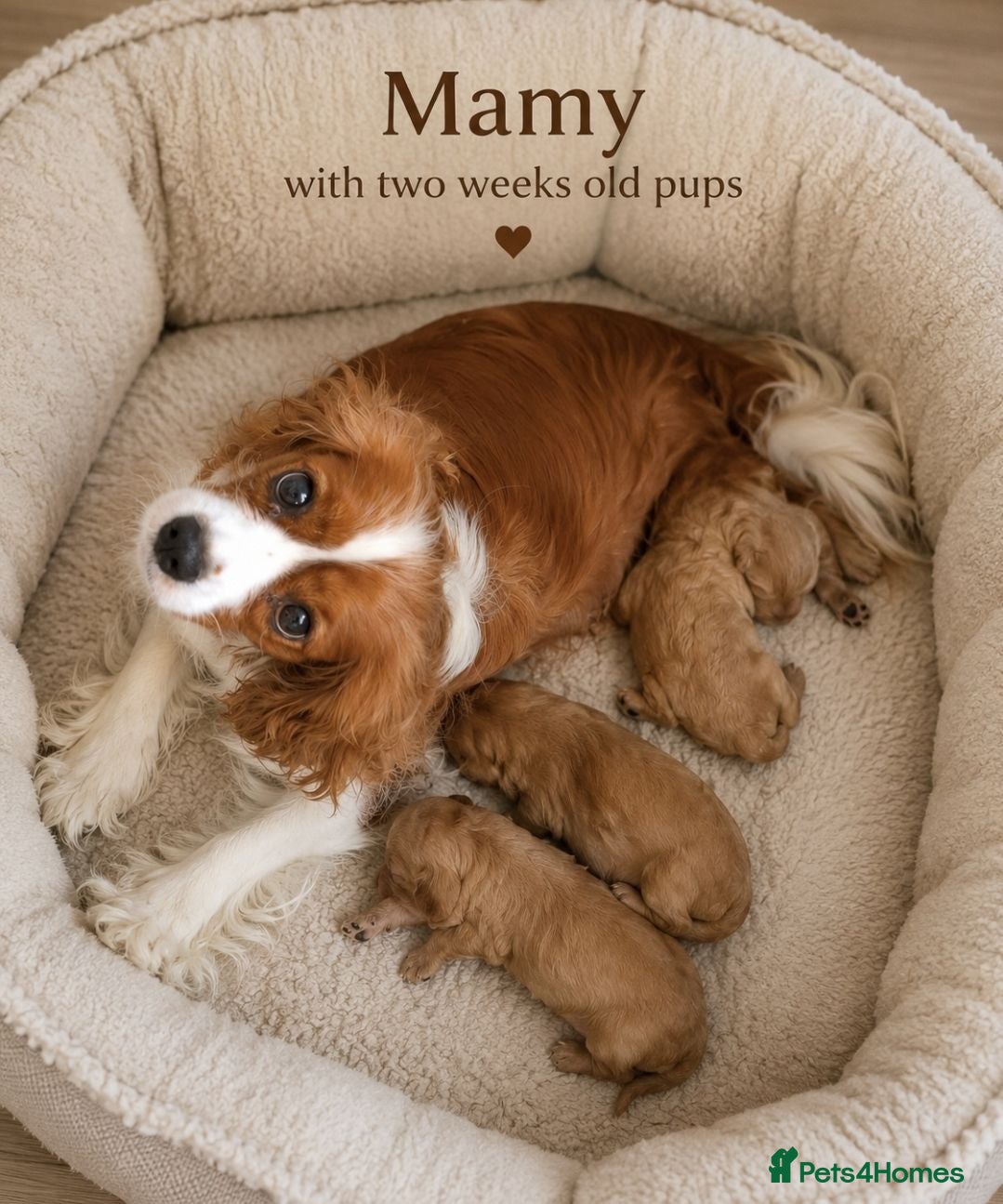 Cavapoo dogs Beautiful F1 Cavapoo Boys Available 🐶❤️ apricot - Advert 1