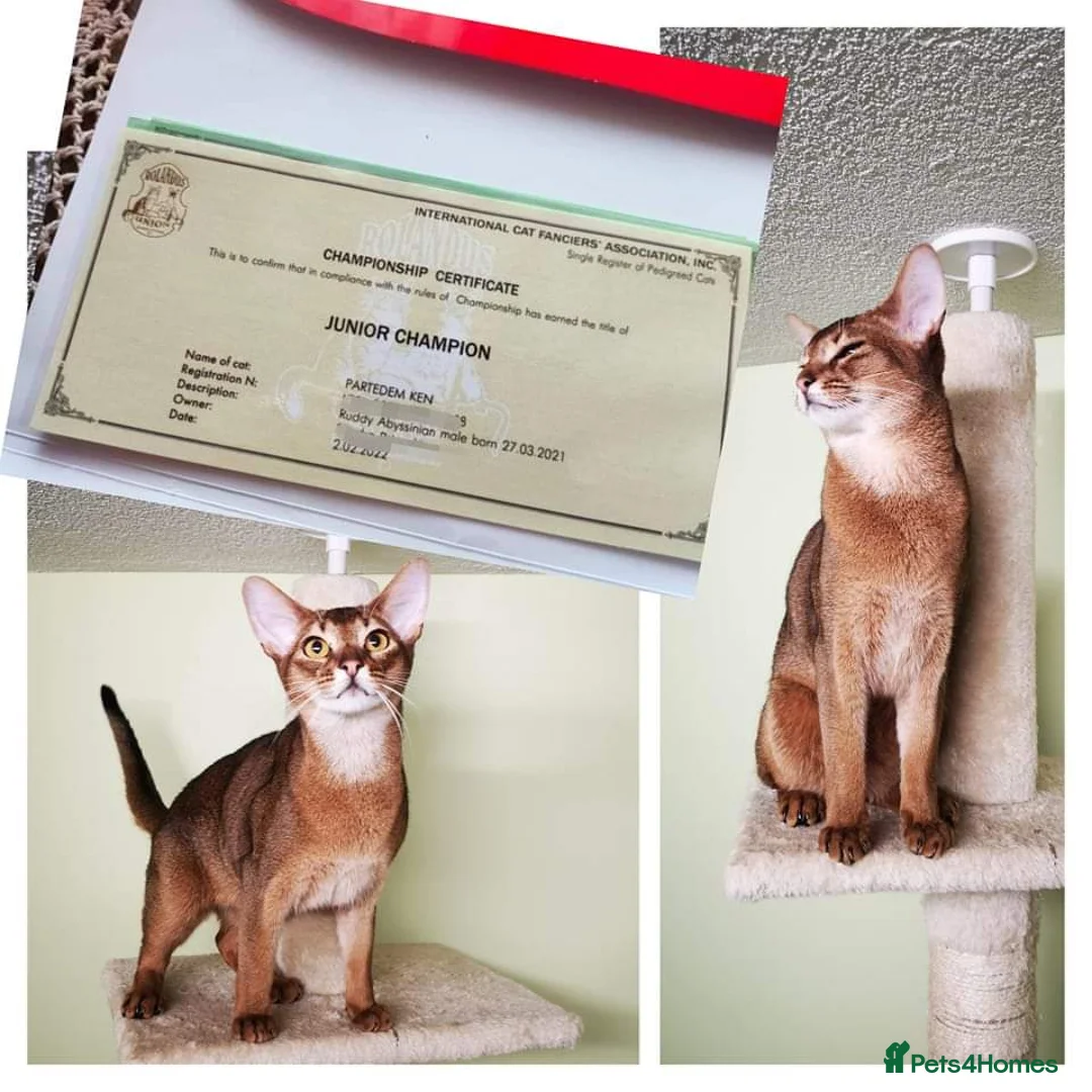 Abyssinian cats for stud: 🔥TICA active abbysinian boy for stud🔥 in Bury Saint Edmunds - Advert 6