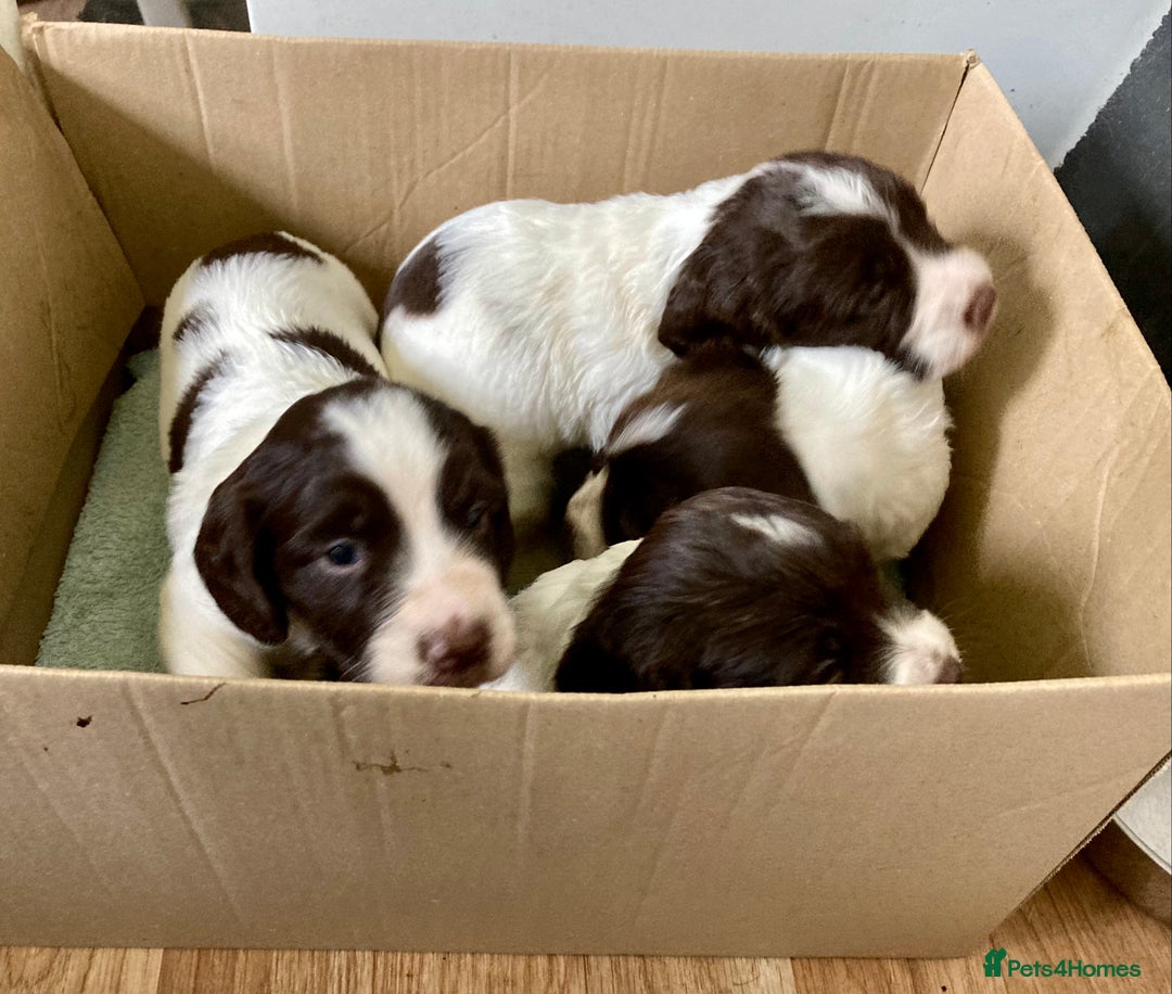 English Springer Spaniel dogs for sale: English Springer Spaniel Pups  - Image 14