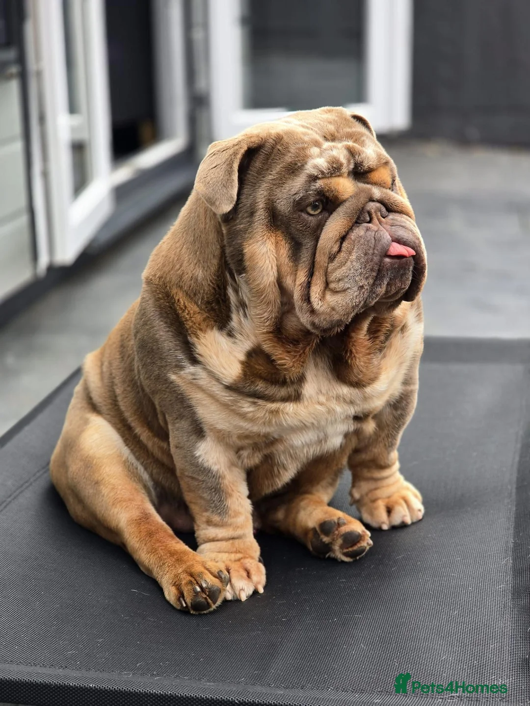 English Bulldog dogs for stud:  KC Registered Fullsuit Lilac Merle Stud - Advert 2