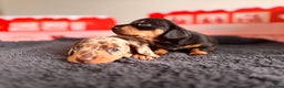 Miniature Dachshund dogs for sale: 🐾 miniature Dachshund 1 LEFT READY IN 2 WEEKS🐾 - Advert 16