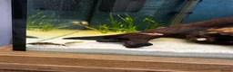 Other/Mixed Breed fish for sale: Aqua one fish tank 159l- no scratches - Advert 20