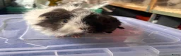 Guinea Pig rodents for sale: Bonded Guinea Pig Boars  - Advert 1