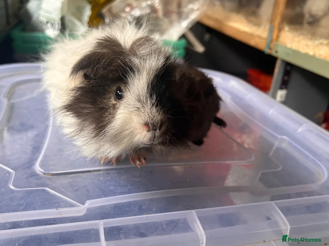 Guinea Pig rodents for sale: Bonded Guinea Pig Boars  - Advert 1