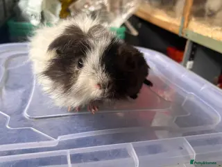 Guinea Pig rodents for sale: Bonded Guinea Pig Boars - Advert 1