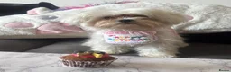Maltese dogs for sale: Beautiful Maltese puppy  - Advert 1