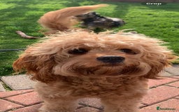 Cavapoo dogs for sale: Meet Tilly - Stunning Red F1 CavaPoo  in Rhyl - Image 13
