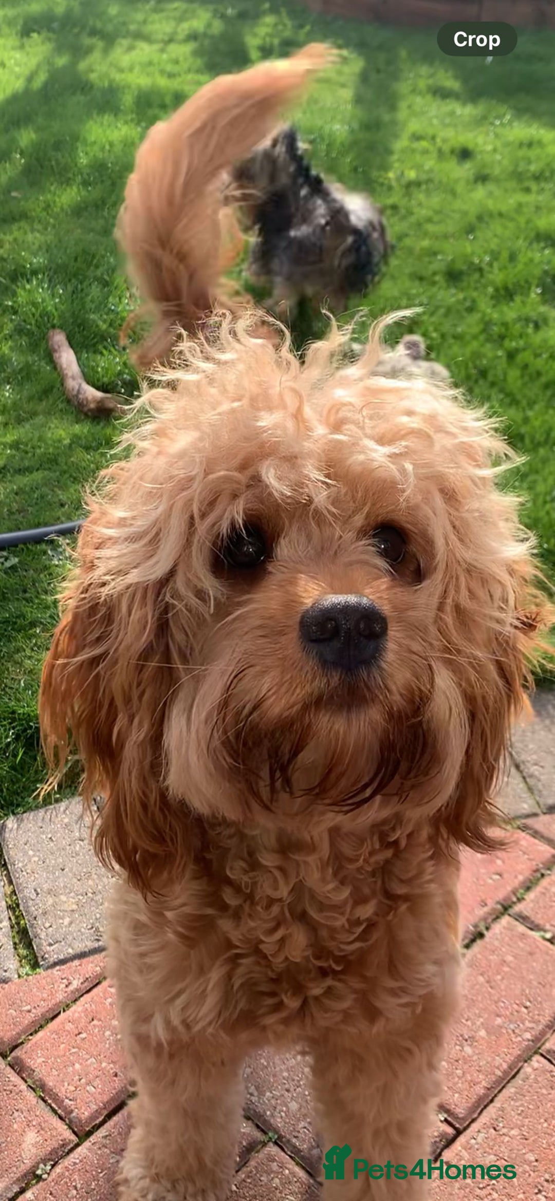 Cavapoo dogs for sale: Meet Tilly - Stunning Red F1 CavaPoo  in Rhyl - Image 13