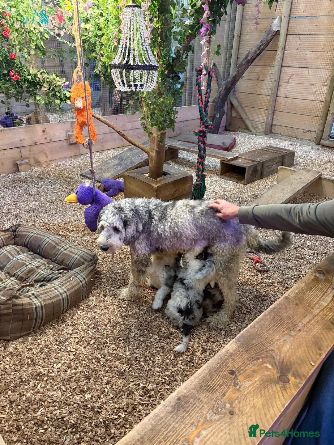 Sheepadoodle dogs for sale: Sheepadoodle Puppies Available  - Advert 1
