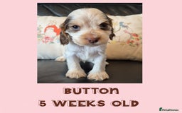 Cocker Spaniel dogs for sale: Beautiful Show Cocker Girl ready NOW  - Image 7