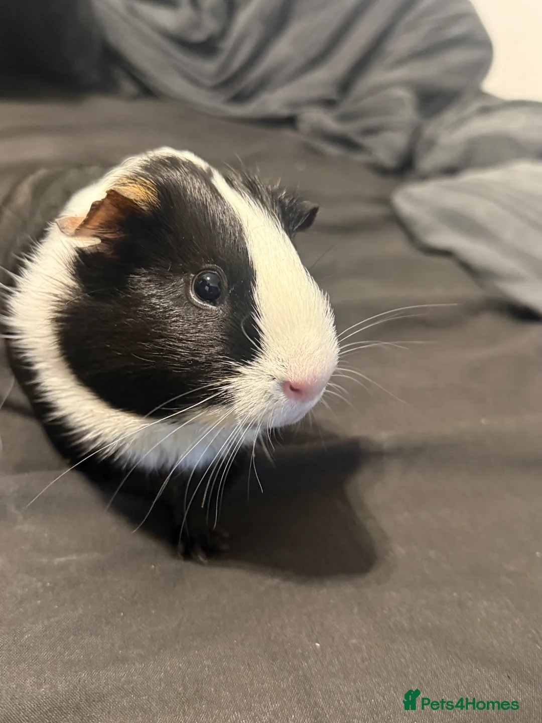Guinea Pig rodents for sale: Rehoming my loved piggie in Colchester - Advert 2