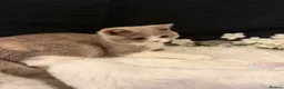 British Shorthair cats for sale: READY NOW - REGISTERED FULL PEDIGREE BSH - Advert 15