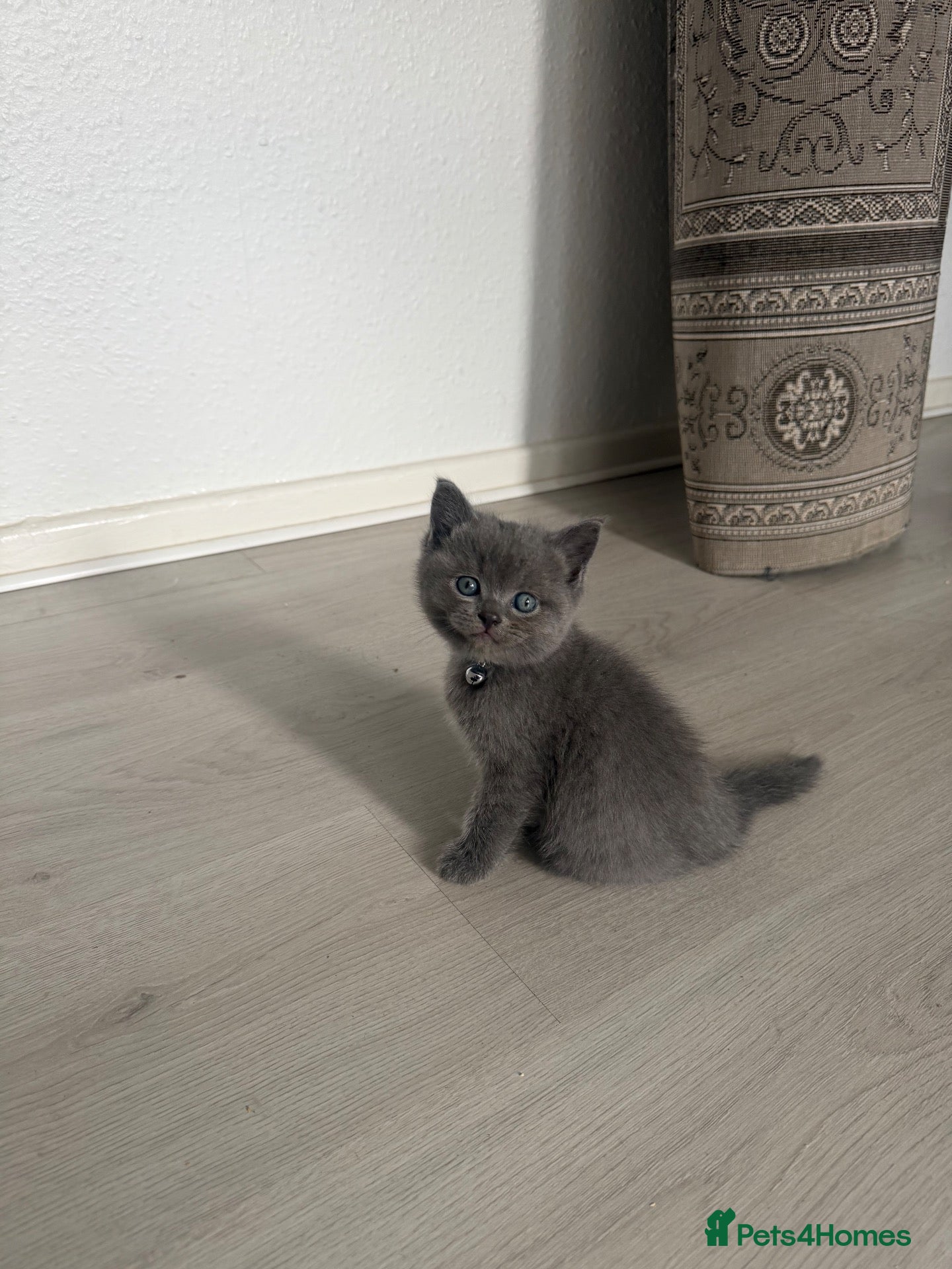 British Shorthair cats simba - Advert 8