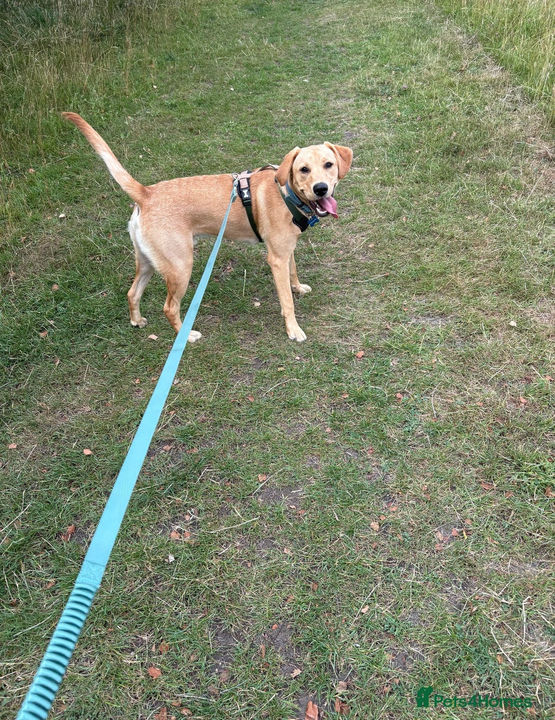Labrador Retriever dogs for sale: 12 month old male Labrador retriever  - Image 4
