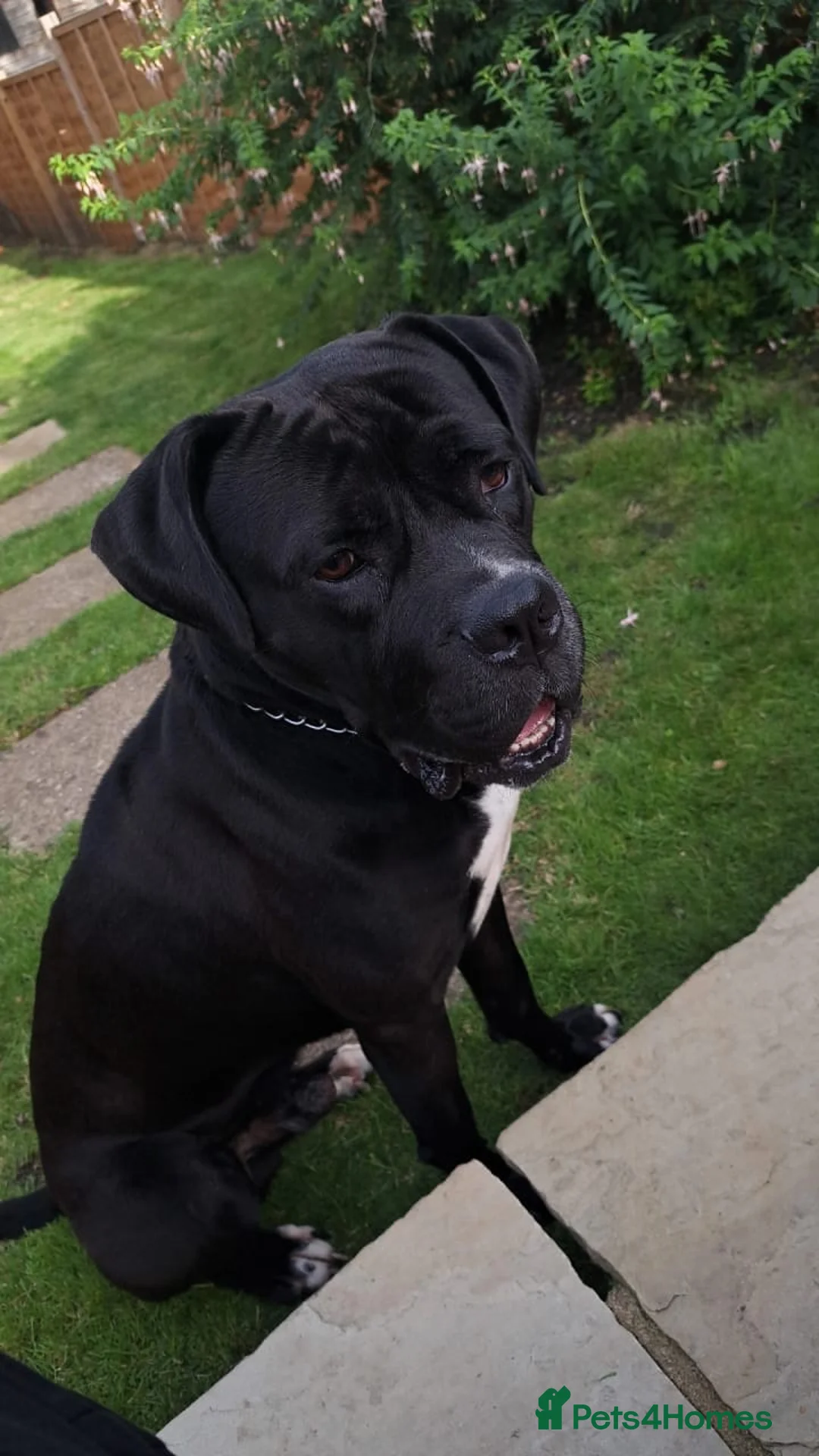 Mixed Breed dogs for sale: Cosmo  in Hemel Hempstead - Advert 2