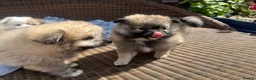 Maltipom dogs for sale: Maltipom - Advert 4