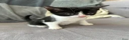 Mixed Breed cats for sale: Kittens  - Advert 2