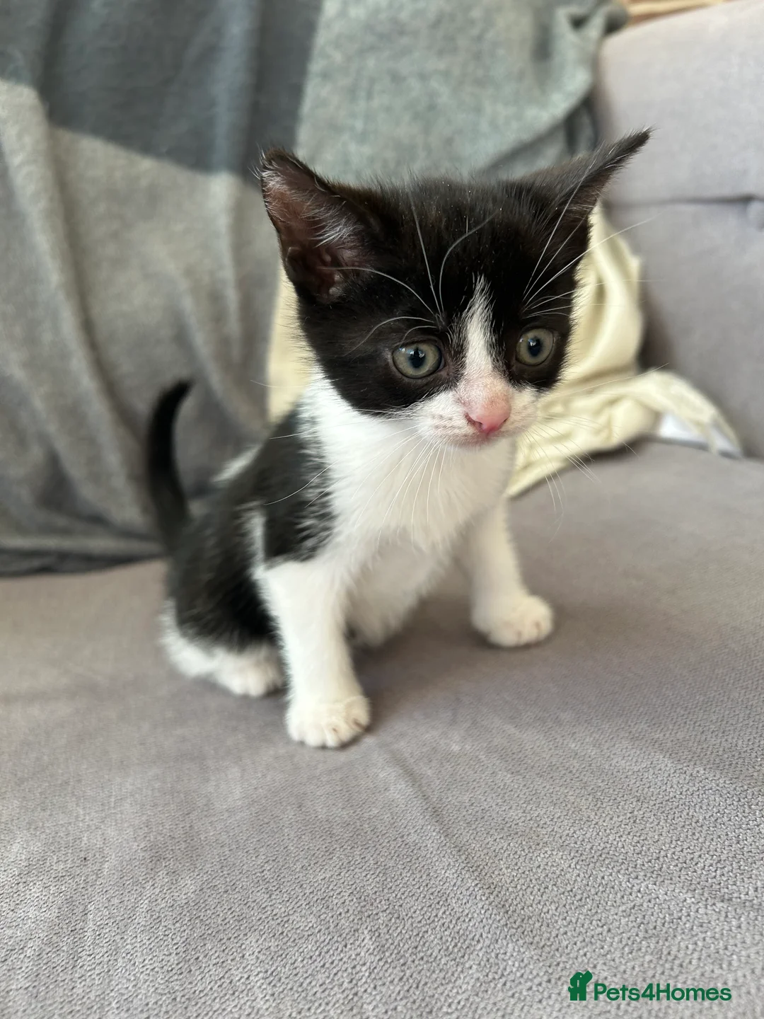 Mixed Breed cats for sale: Kittens  - Advert 2