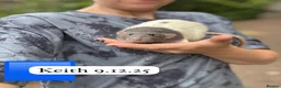 Rat rodents for sale: Baby full size and dwarf rats for sale Sheffield - Advert 5